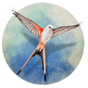 展翅翱翔手机版 1.5.546